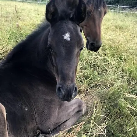 Gite Lumineux A L'Ecodomaine Equin